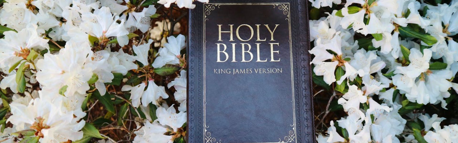 King James Version Bible surrounded by white spring blossoms, symbolizing faith and renewal.